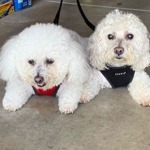 Meet your Posher, Cheryl